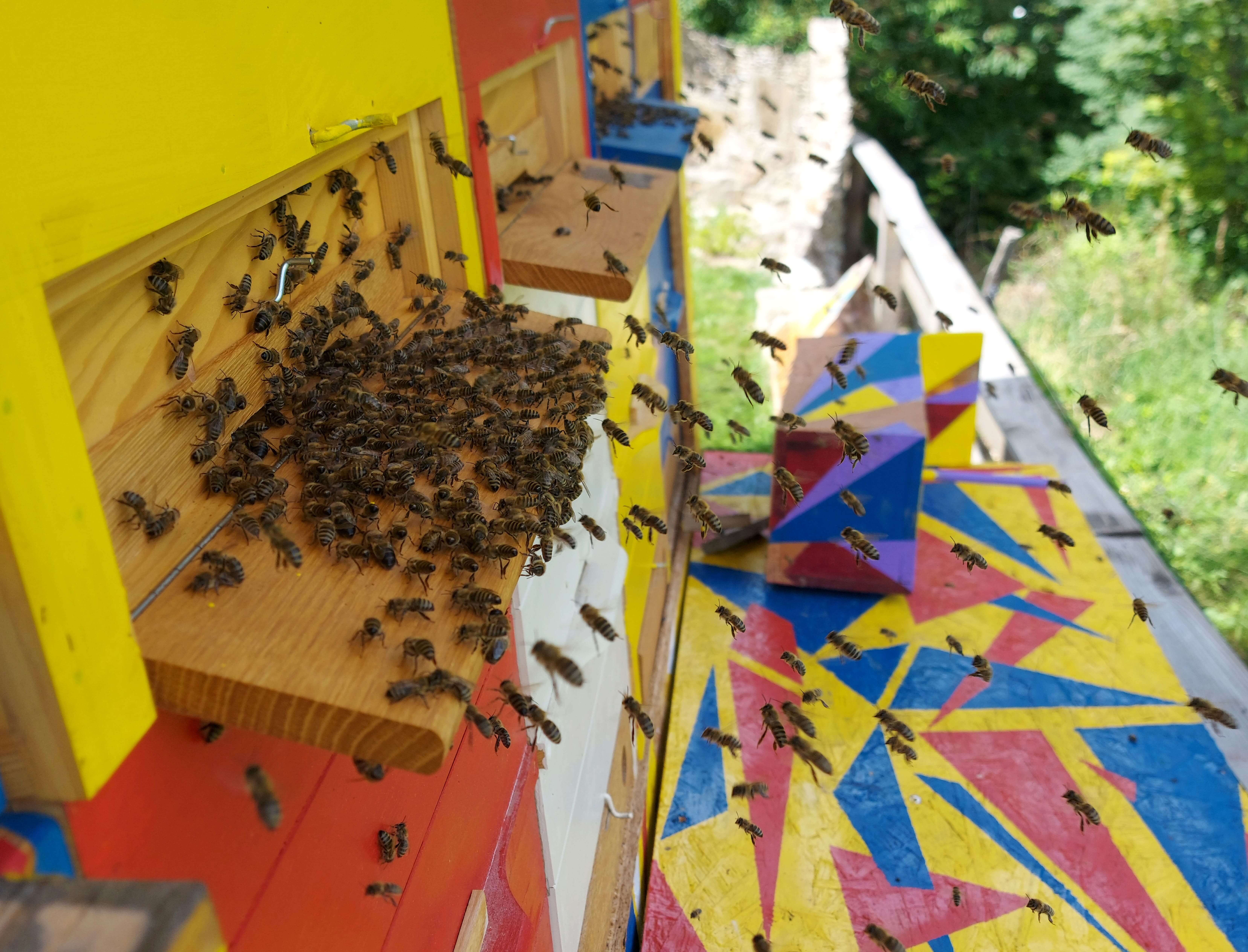 Bees