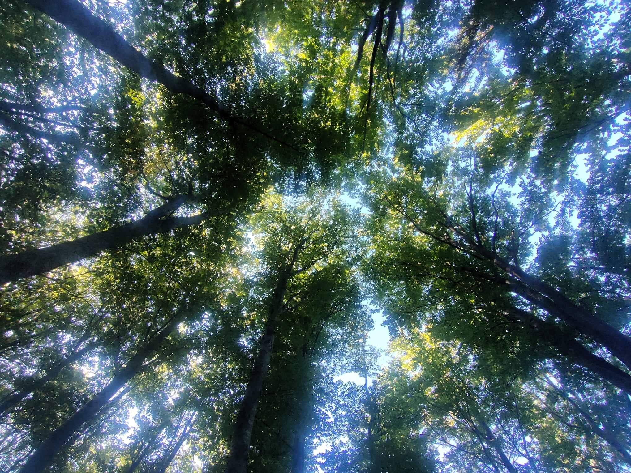 Woods